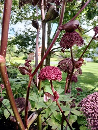 Purple Parsnip