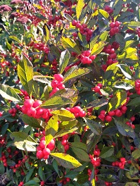 Winterberry