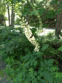 Black cohosh